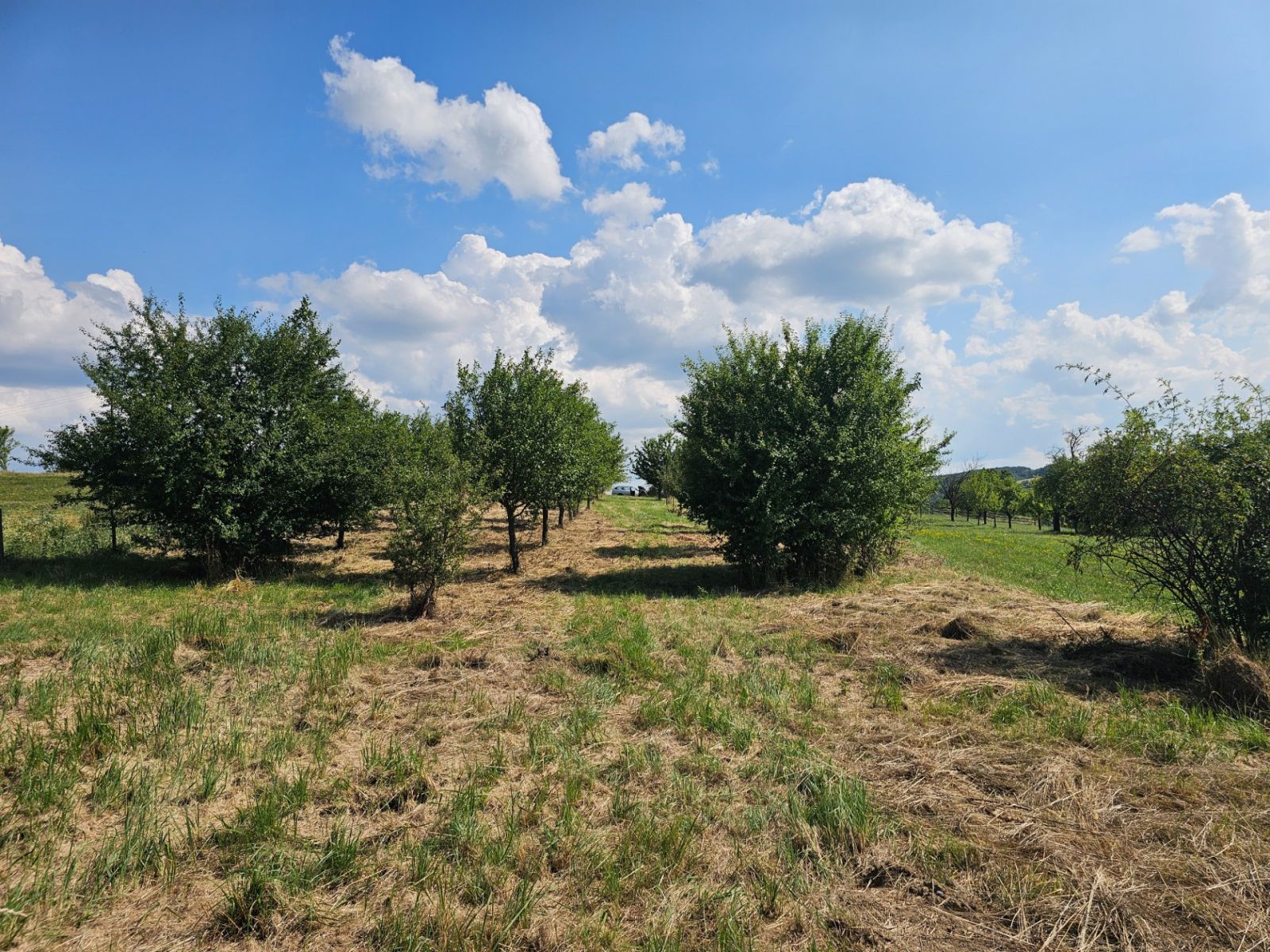 Prodej pozemku 2.492 m² — photo 3