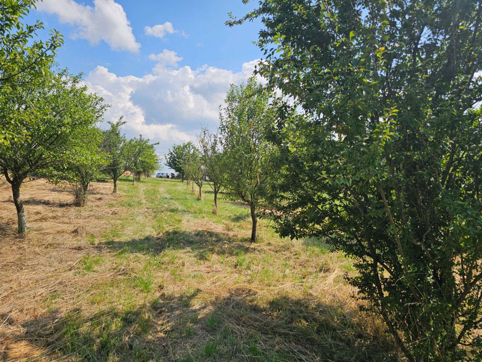 Prodej pozemku 2.492 m² — photo 5