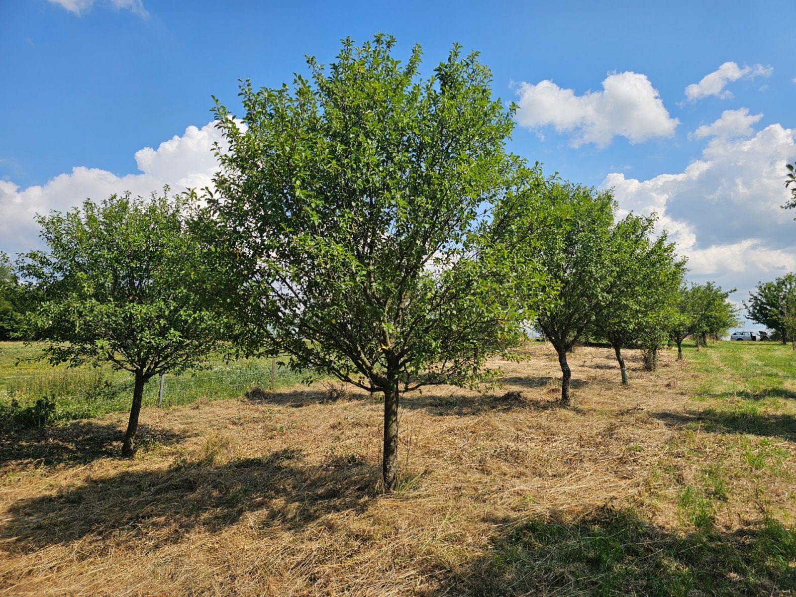 Prodej pozemku 2.492 m² — photo 4