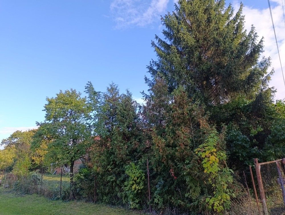 Prodej pozemku, Hluchov – náhled fotky 12