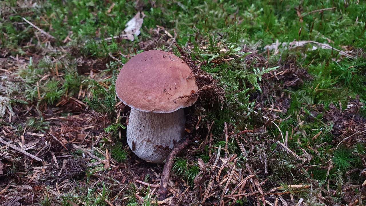 Pronájem objektu, Vysočina – náhled fotky 2